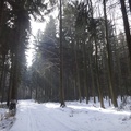Na lesní silničce na Polánce
